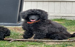Miniature Poodle dogs for sale: Miniature Poodle Puppies – Ready Now!  - Image 8