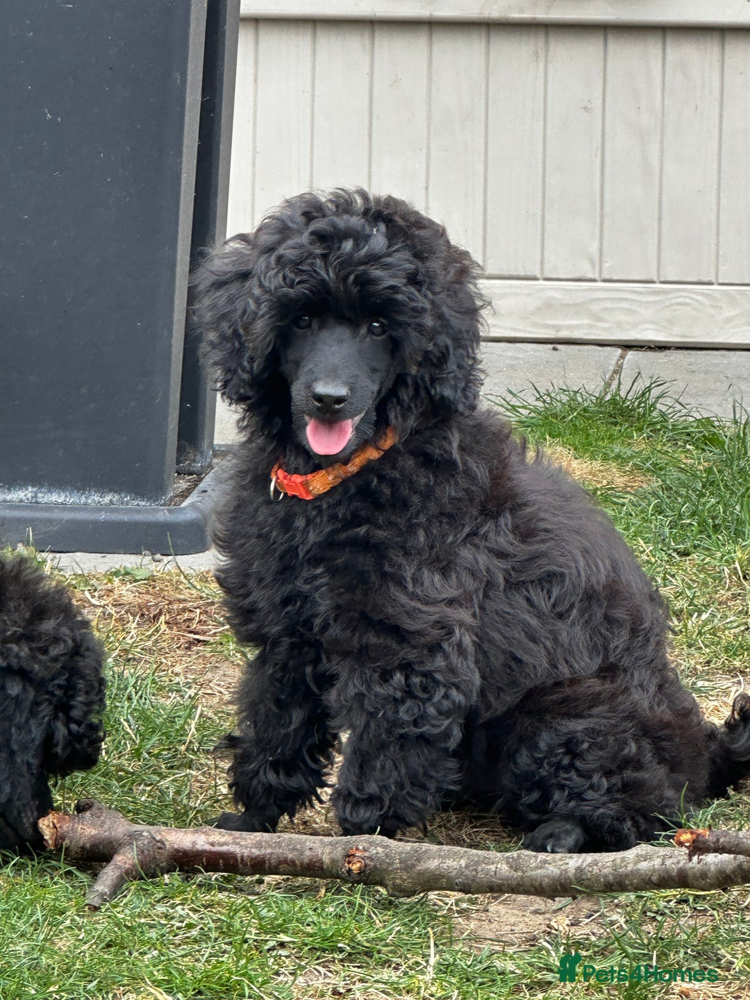 Miniature Poodle dogs for sale: Miniature Poodle Puppies – Ready Now!  - Image 8