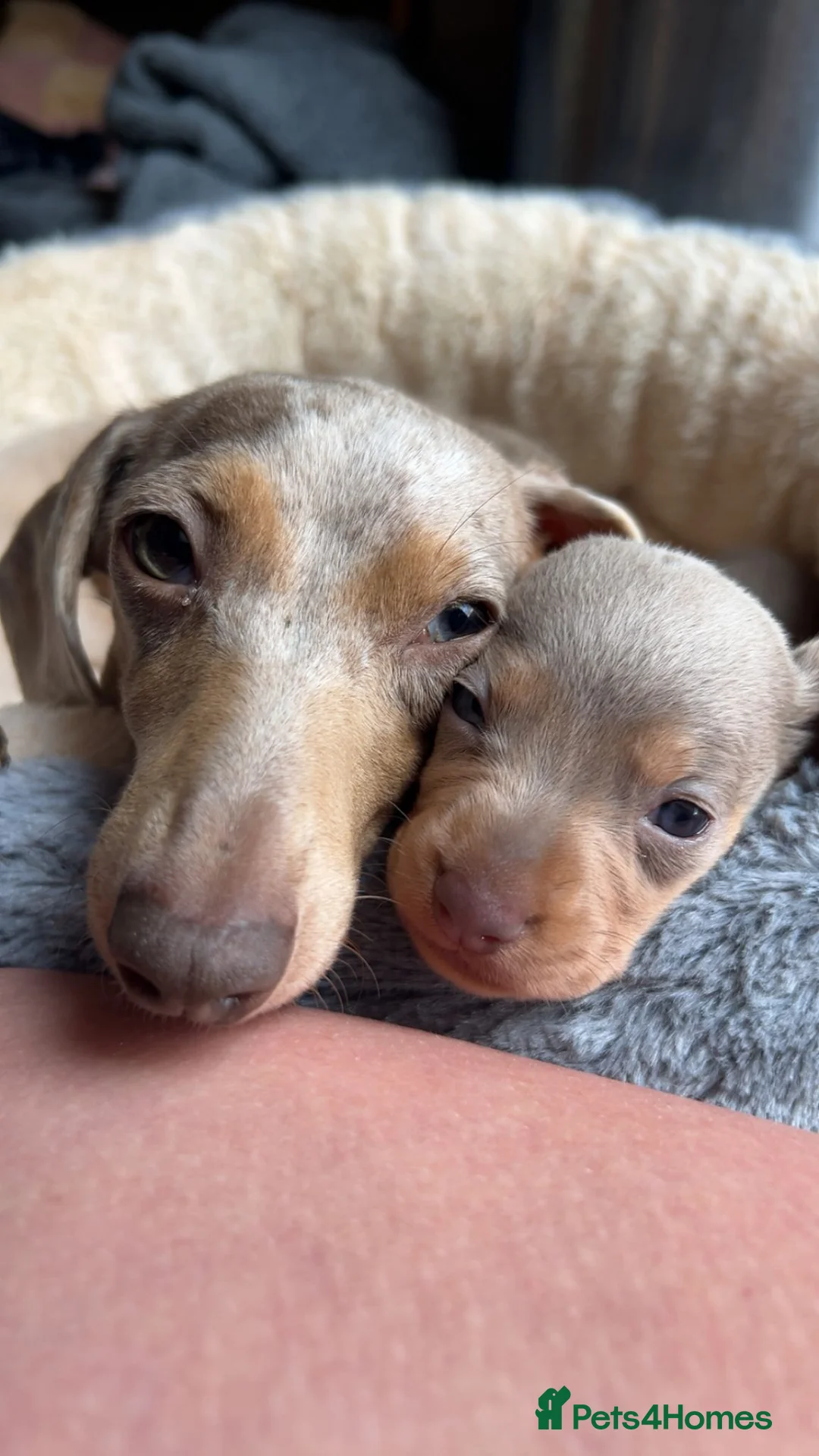 Miniature Dachshund dogs for sale: Miniature Dachshund Lilac and Tan Girl in Castle Douglas - Advert 2