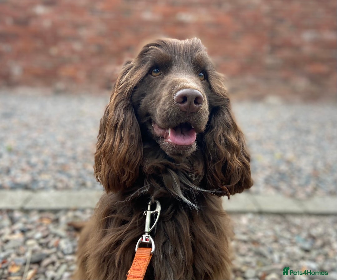 Cocker Spaniel dogs for stud: Gorgeous Health Tested Show Cocker Stud  - Advert 4