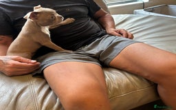 Boston Terrier dogs for sale: Beautiful KC Boston Terriers - Image 17