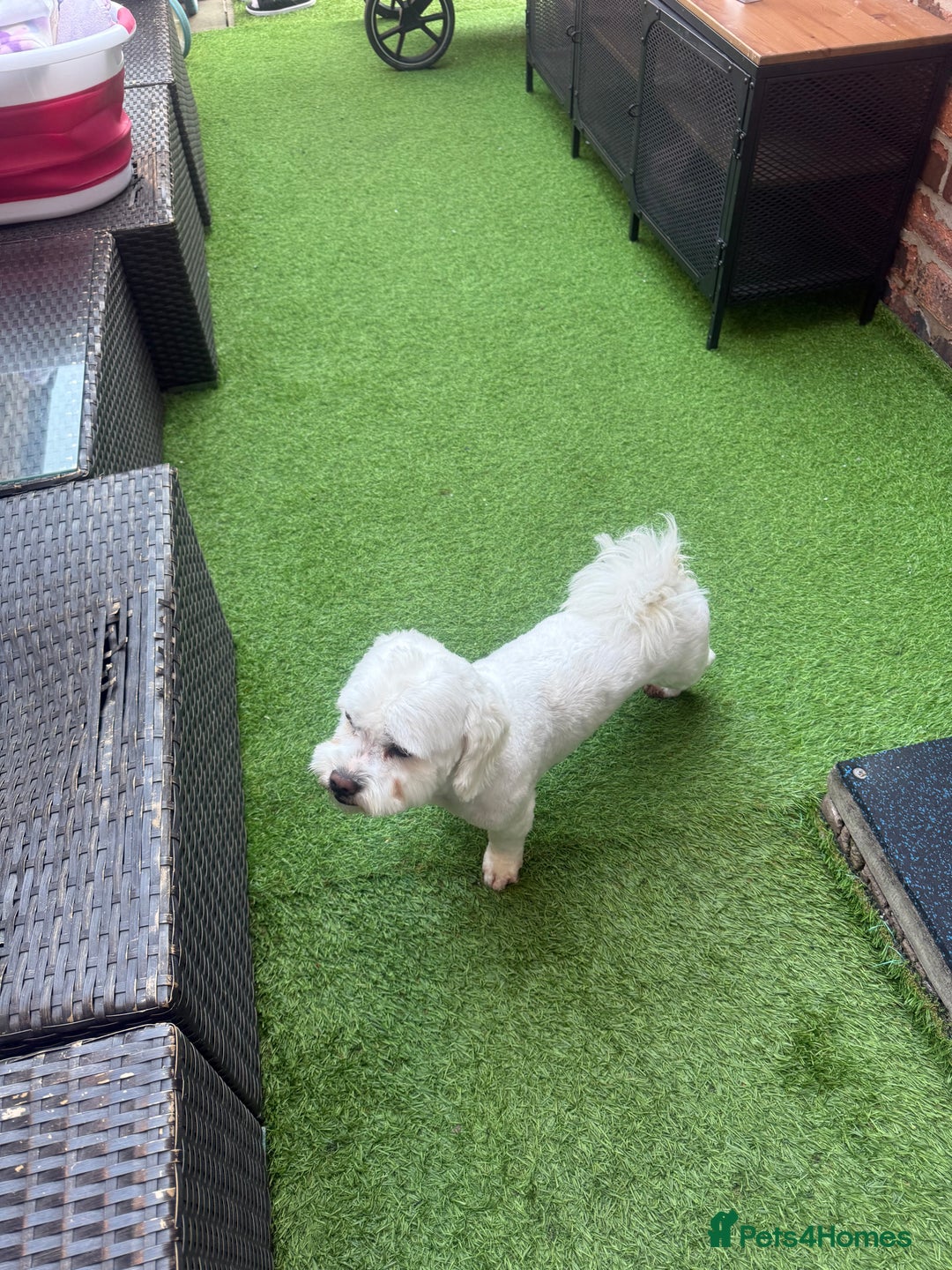 Bichon Frise dogs for sale: Gucci bichon frise - Image 1