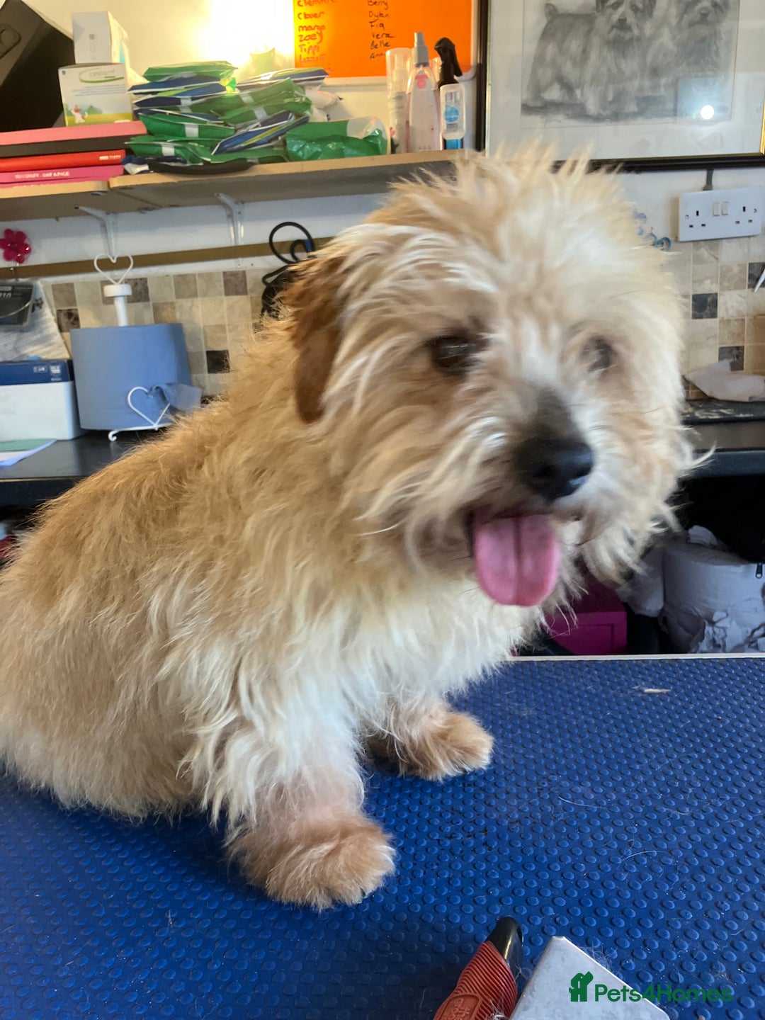 Breed Norfolk Terrier X Shih Tzu Norfolk Terrier Puppies For Sale