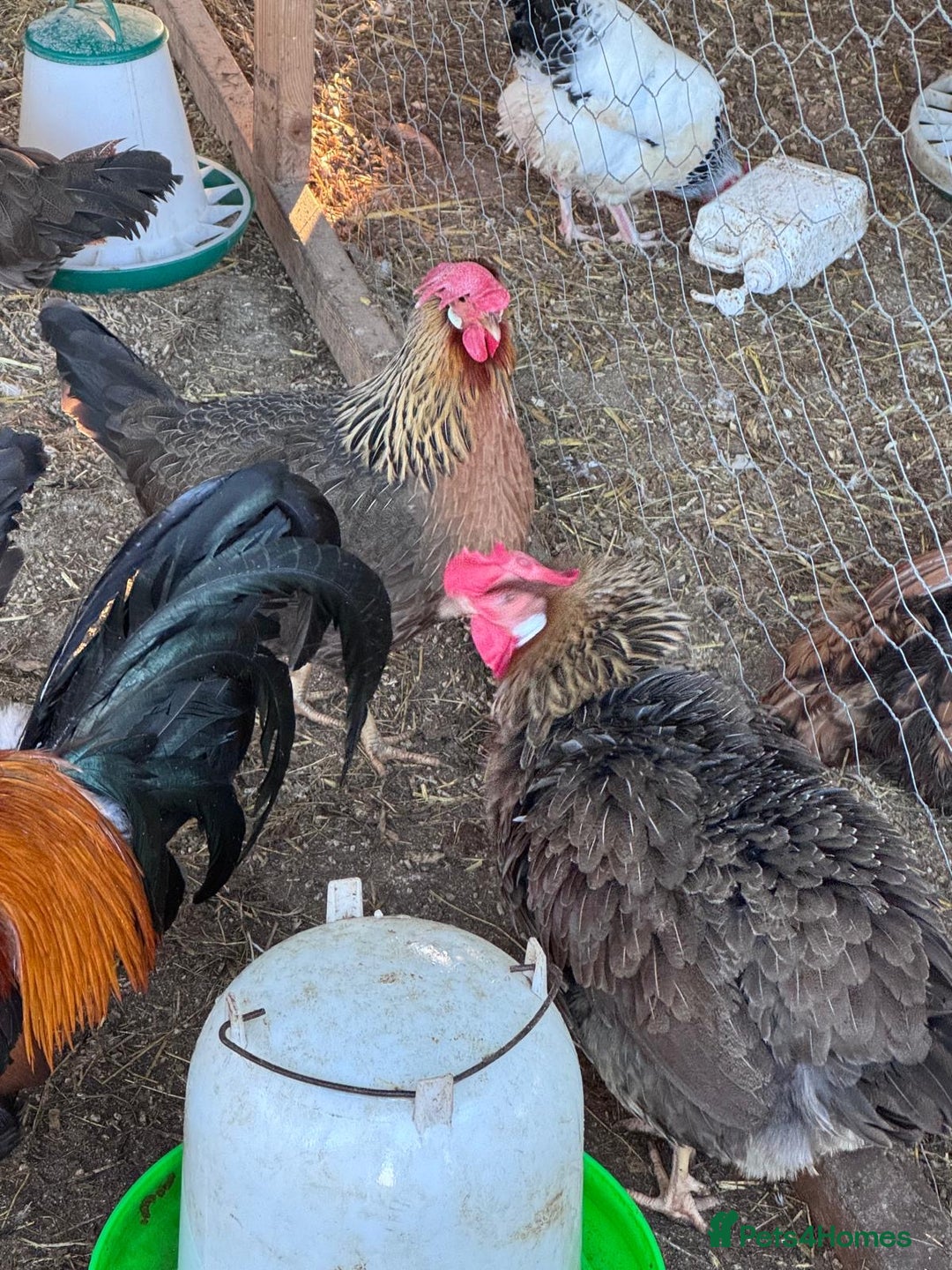 Chickens poultry for sale: Trio of brown leghorns  - Image 3