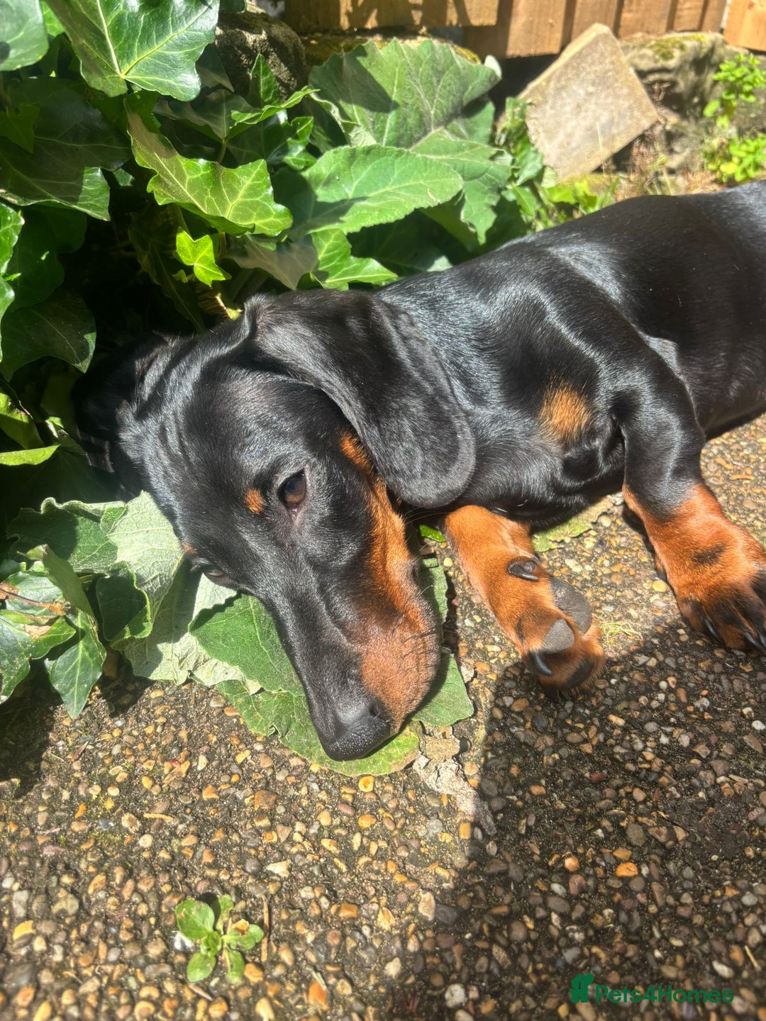 Miniature Dachshund dogs for sale: Rehoming miniature dachshund  - Advert 2