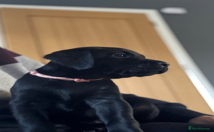 Labrador Retriever dogs - Advert 3