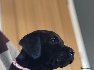 Labrador Retriever dogs - Advert 32