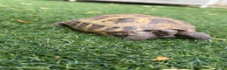 Tortoise reptiles for sale: Horsefield tortoise 2 years old female in Bolton - Advert 1
