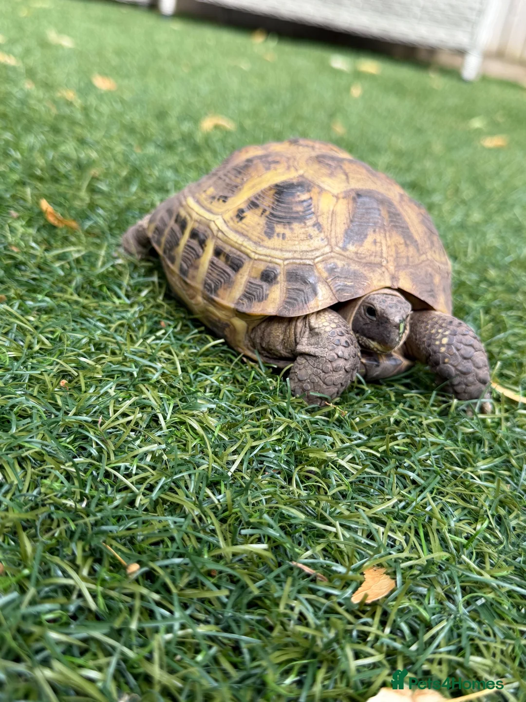Tortoise reptiles for sale: Horsefield tortoise 2 years old female in Bolton - Advert 1