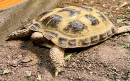 Tortoise reptiles for sale: Horsefield tortoise - Image 3