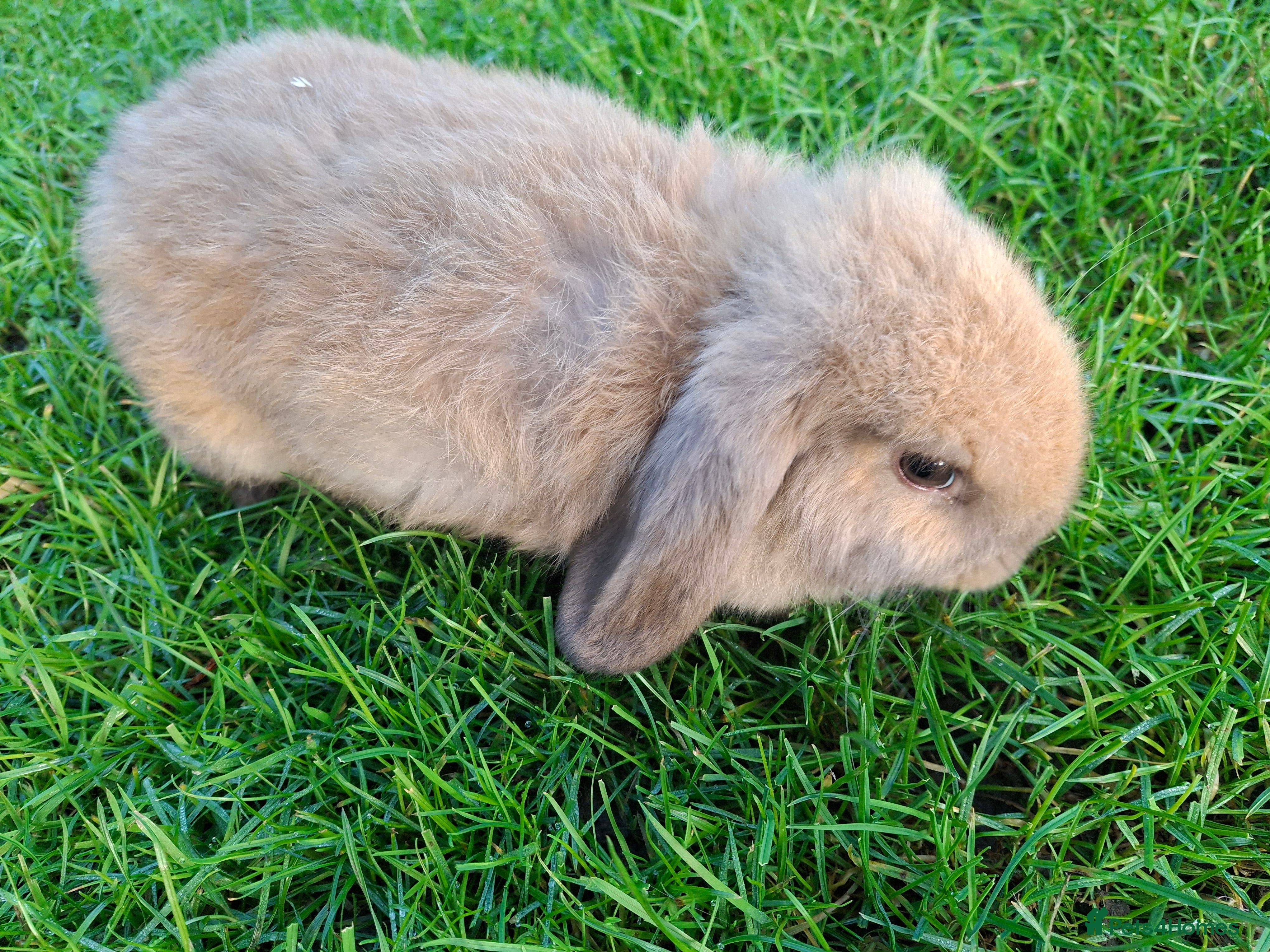 Mini Lop rabbits Baby boy mini lop - Advert 5
