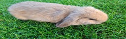 Mini Lop rabbits for sale: Baby Mini Lops - Advert 4