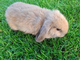 Mini Lop rabbits Baby boy mini lop - Advert 12