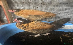 Chickens poultry for sale: 4 cross bantams hens  - Advert 1