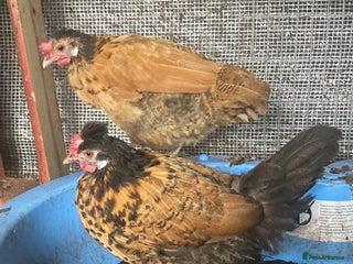 Chickens poultry 4 cross bantams hens - Advert 5