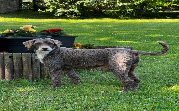 Poodle dogs in Radstock - Advert 3