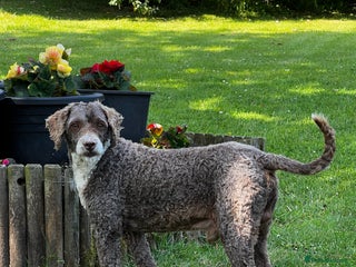 Poodle dogs in Radstock - Advert 1