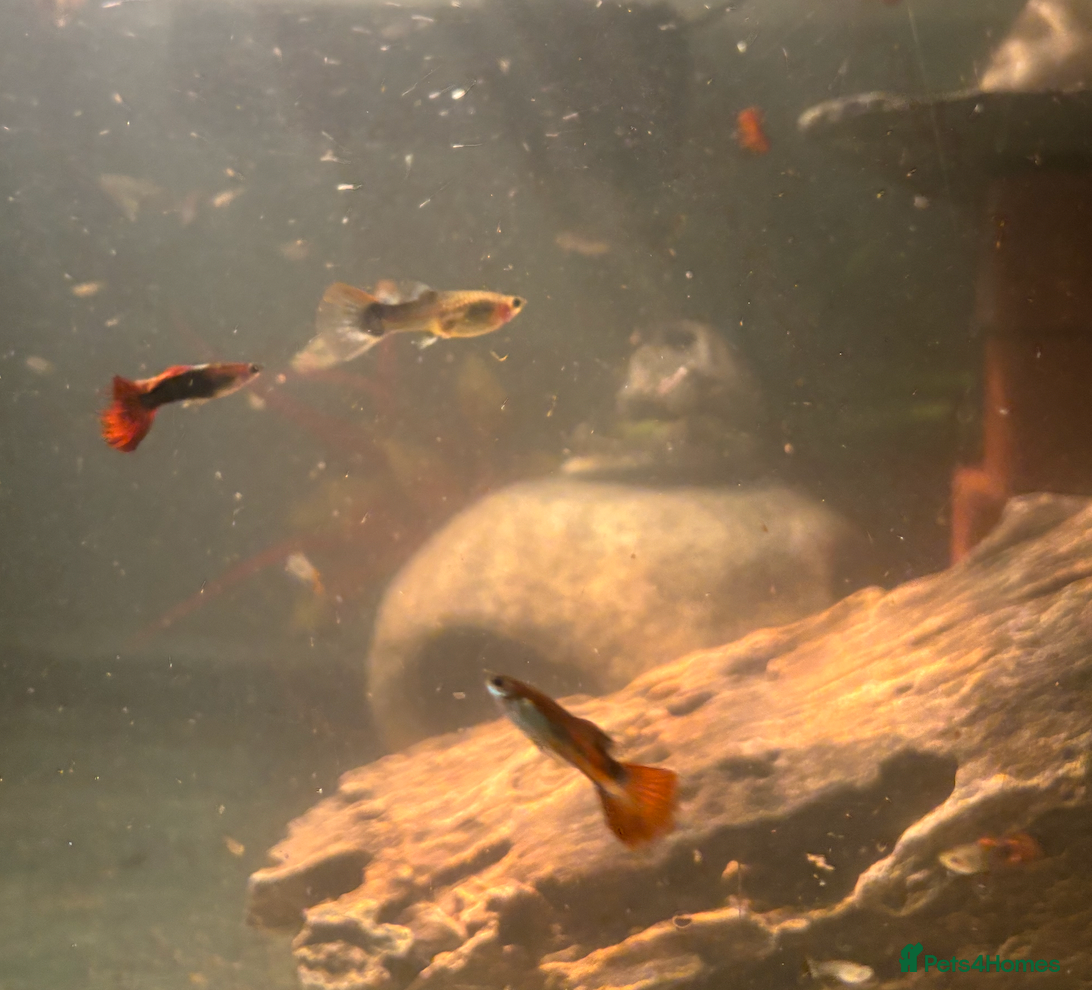 Other/Mixed Breed fish Guppies for sale - Advert 2