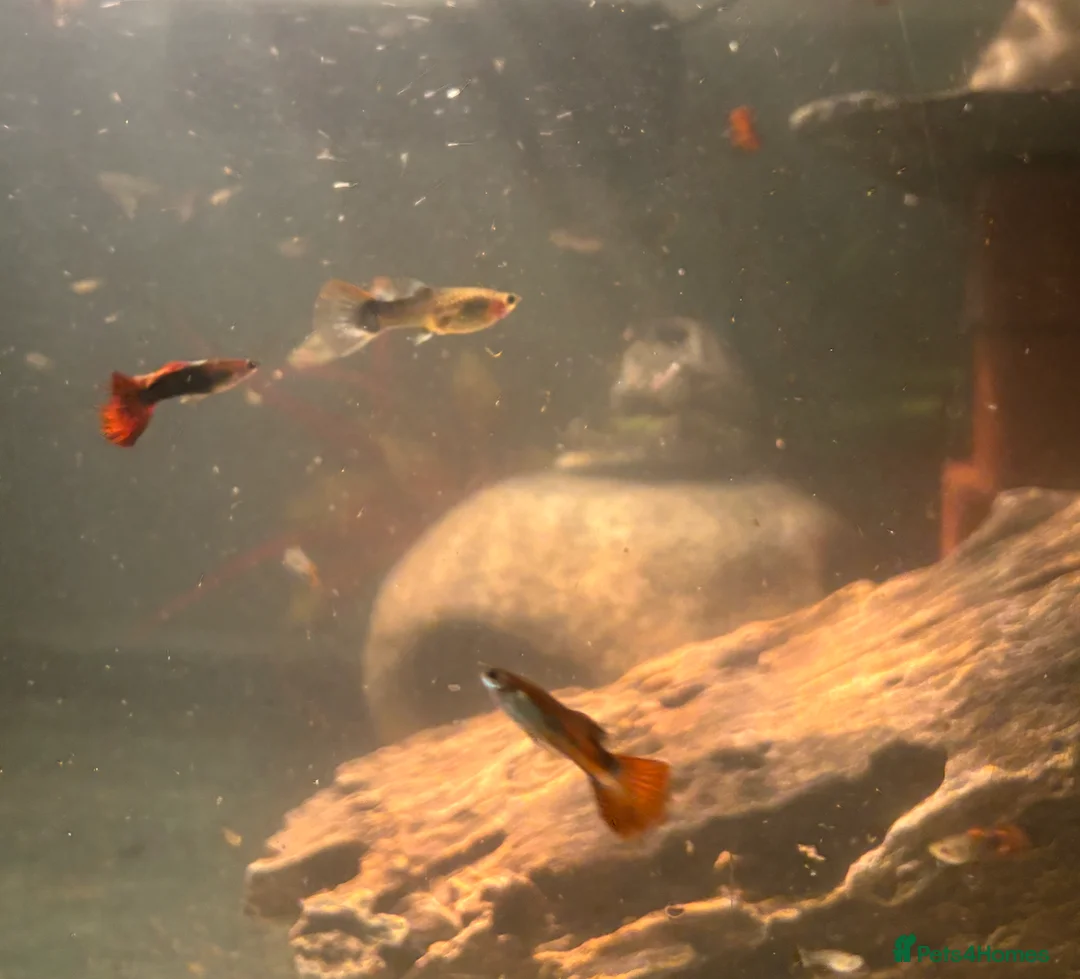 Other/Mixed Breed fish for sale: Guppies for sale in Swanley - Advert 1