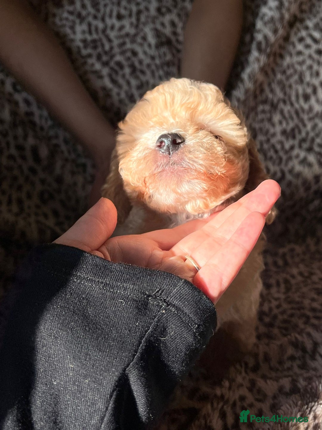 Maltipoo dogs for sale: 2 beautiful playful & lovely Maltipoo boys  - Image 9