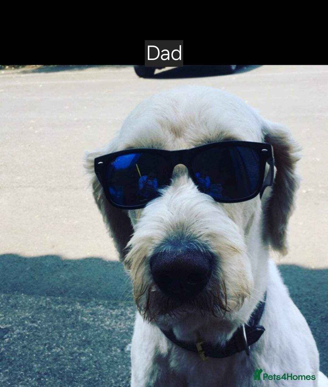 Goldendoodle dogs for sale: Goldendoodle retriever  - Image 18