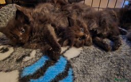 Maine Coon cats for sale: Stunning Maine Coon X  - Image 14