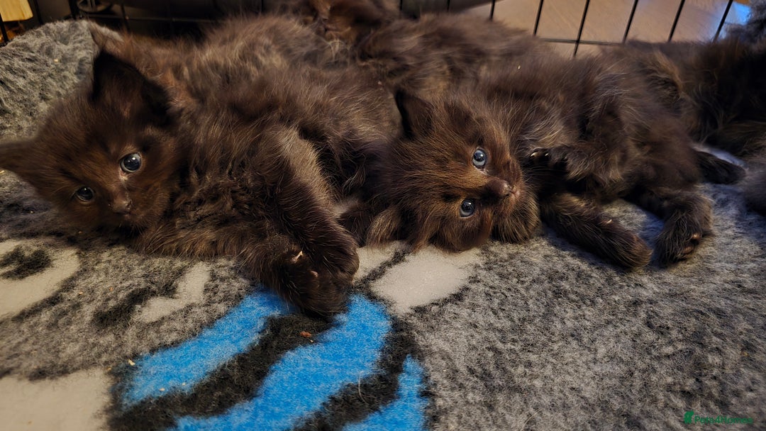 Maine Coon cats for sale: Stunning Maine Coon X  - Image 14