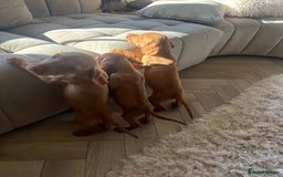 Hungarian Vizsla dogs for sale: 🐾KC Registered Hungarian Vizsla puppies🐾 - Image 6