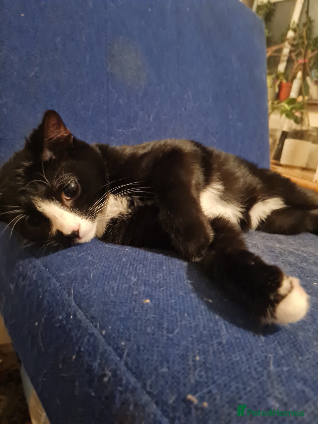 Mixed Breed cats for sale: Tuxedo Tom Boy!  - Advert 2