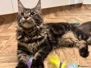Maine Coon cats Big maine coon female - Advert 1