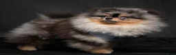 Pomeranian dogs for sale: Black and Tan Pomeranian puppies - Advert 11