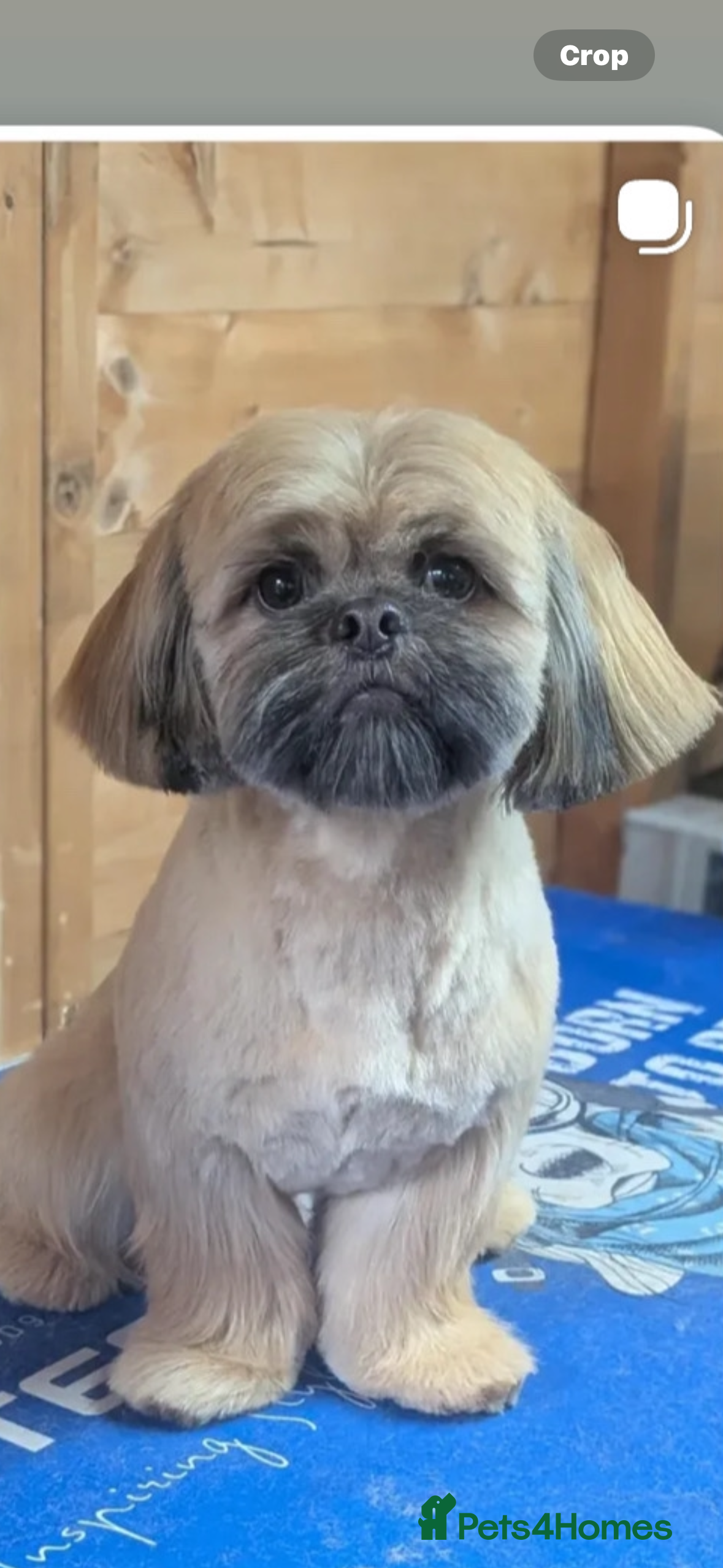 Shih Tzu dogs Proven imperial shih tzu chocolate/liver genes  - Advert 11