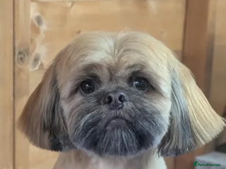 Shih Tzu dogs Proven imperial shih tzu chocolate/liver genes - Advert 11