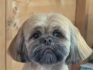 Shih Tzu dogs shih tzu/half imperial chocolate/liver genes - Advert 5