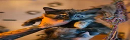 Mixed Breed cats for sale: Maine Coon Cross Kittens available  - Advert 15
