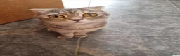 Scottish Fold cats for sale: Female scottish fold for sale  - Advert 3