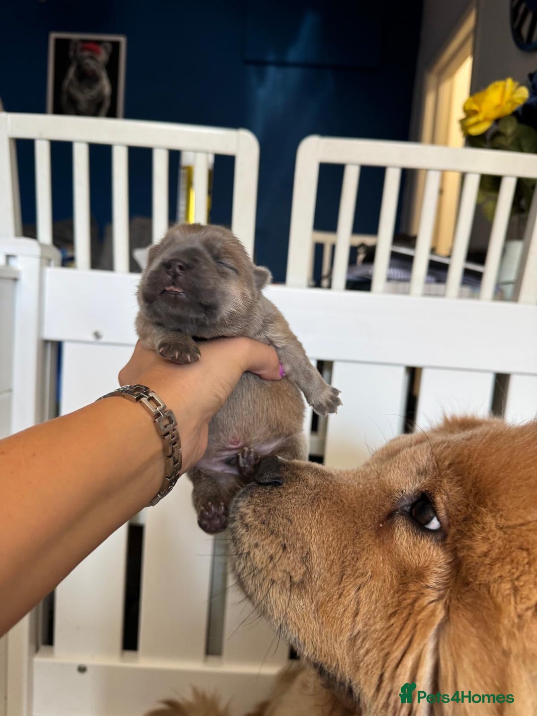Chow Chow dogs for sale: Standard CH Champion Bloodline chow chows - Image 8