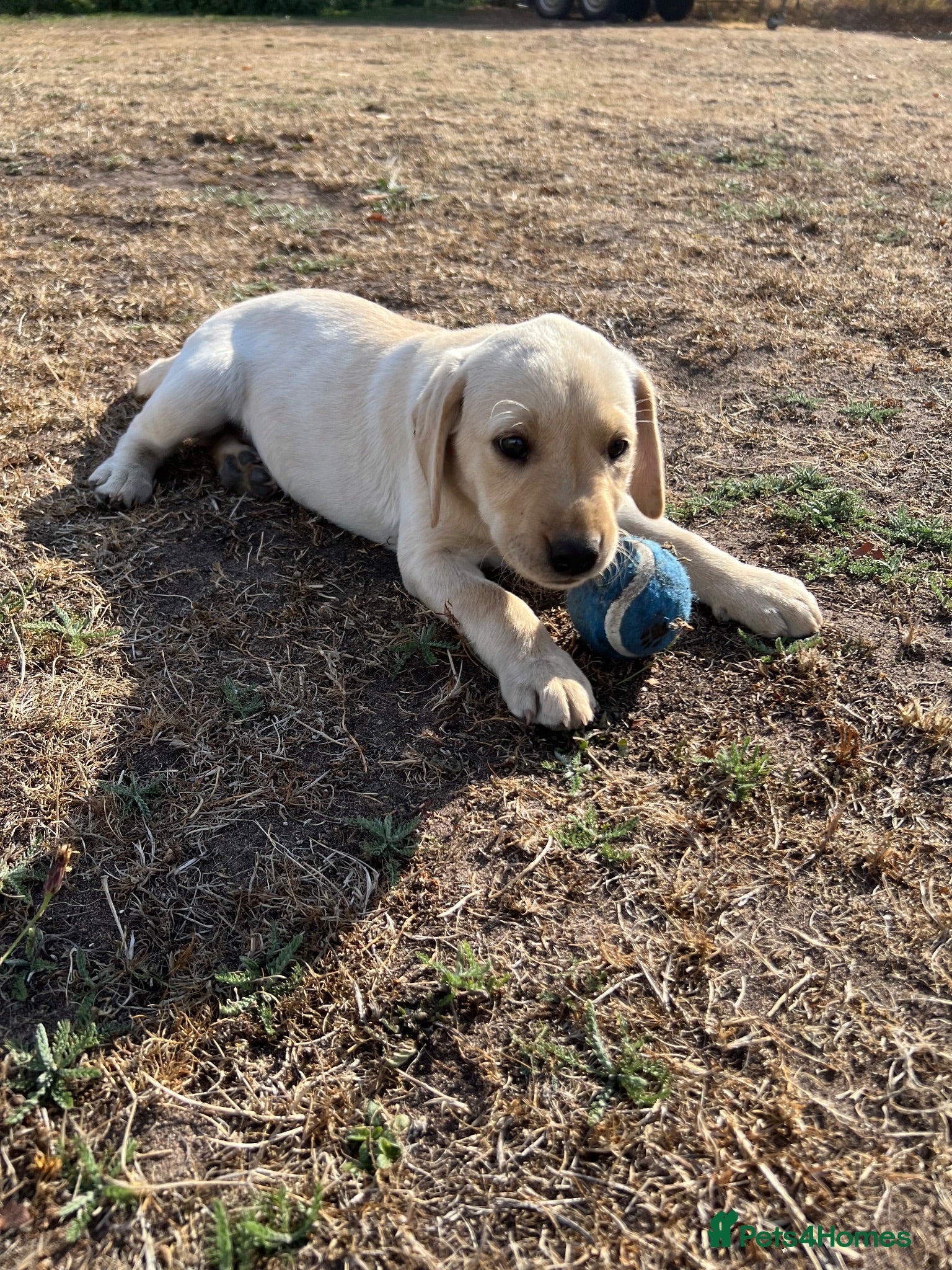 Labrador Retriever dogs 🐾 READY NOW🐾 FTCH Labrador Puppies - Advert 2