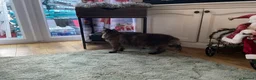 Maine Coon cats for sale: 🐾 Beautiful Maine Coon Tortie Female  - Advert 8