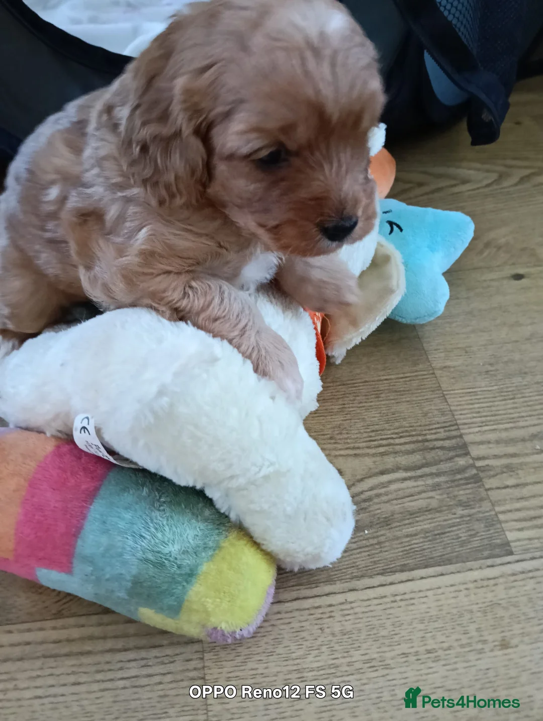 Cavapoo dogs for sale: Teddy bear cavapoo  - Advert 2