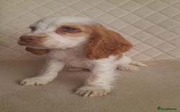 Cocker Spaniel dogs for sale: Beautiful cocker spaniel puppy’s  - Advert 6