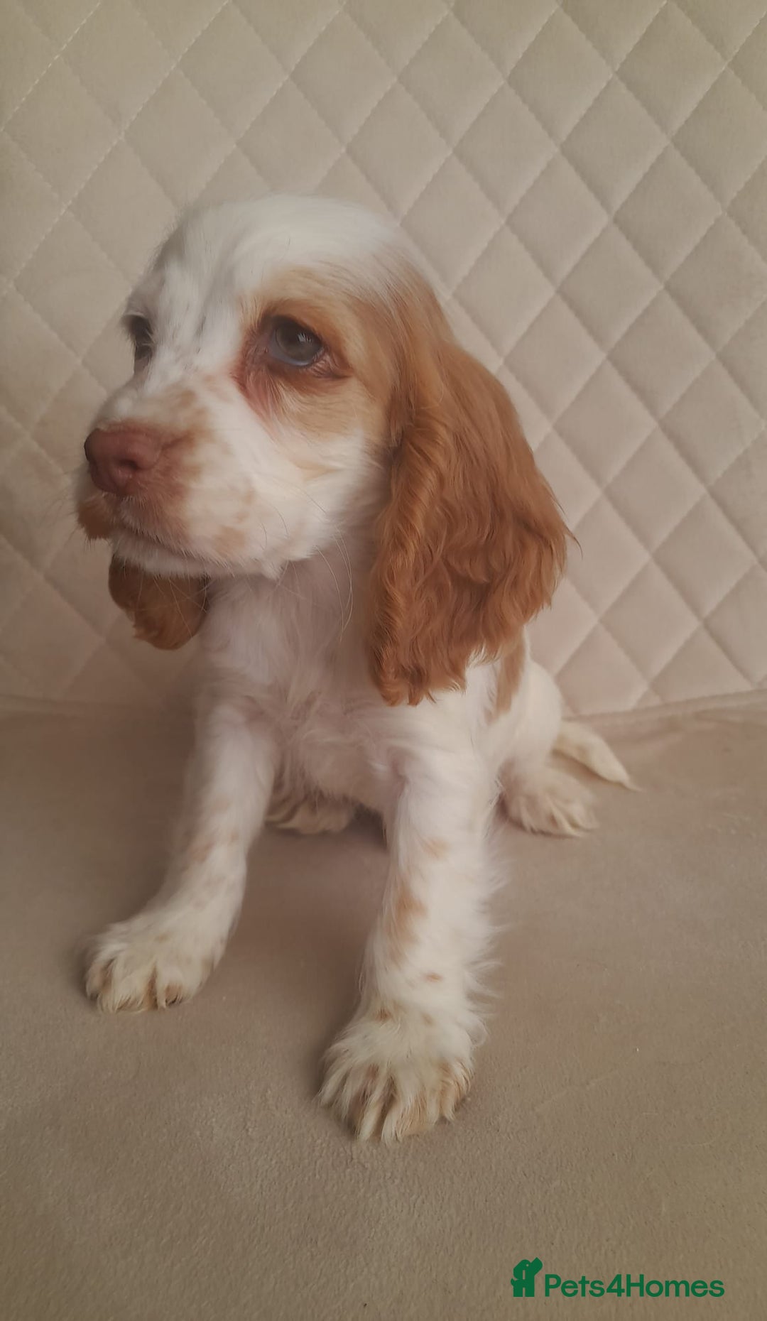 Cocker Spaniel dogs for sale: Beautiful cocker spaniel puppy’s  - Advert 6