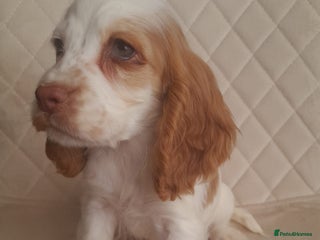 Cocker Spaniel dogs Beautiful cocker spaniel puppy’s - Advert 6