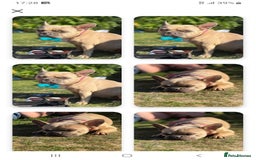 French Bulldog dogs for sale: French bulldog puppy's  - Image 13