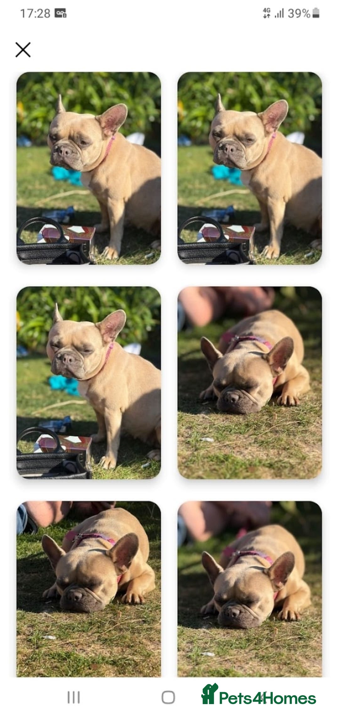 French Bulldog dogs for sale: French bulldog puppy's  - Image 13
