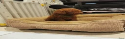 Toy Poodle dogs for sale: RED TOY POODLE PUPPY KC REG AND DNA CLEAR - Advert 21