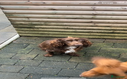Cocker Spaniel dogs for sale: Beautiful KC Registered Cocker Spaniel Puppies 🐶  - Image 18
