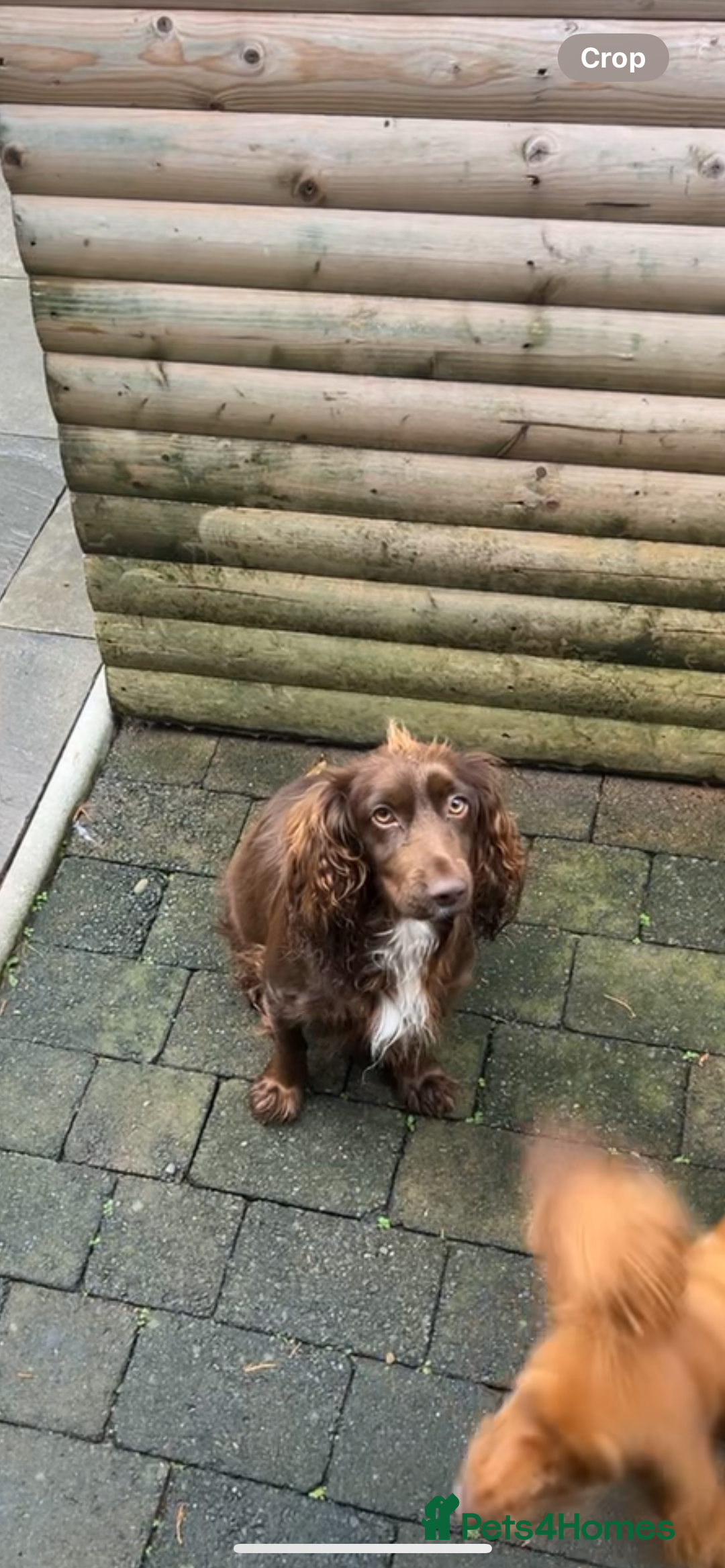 Cocker Spaniel dogs for sale: Beautiful KC Registered Cocker Spaniel Puppies 🐶  - Image 18