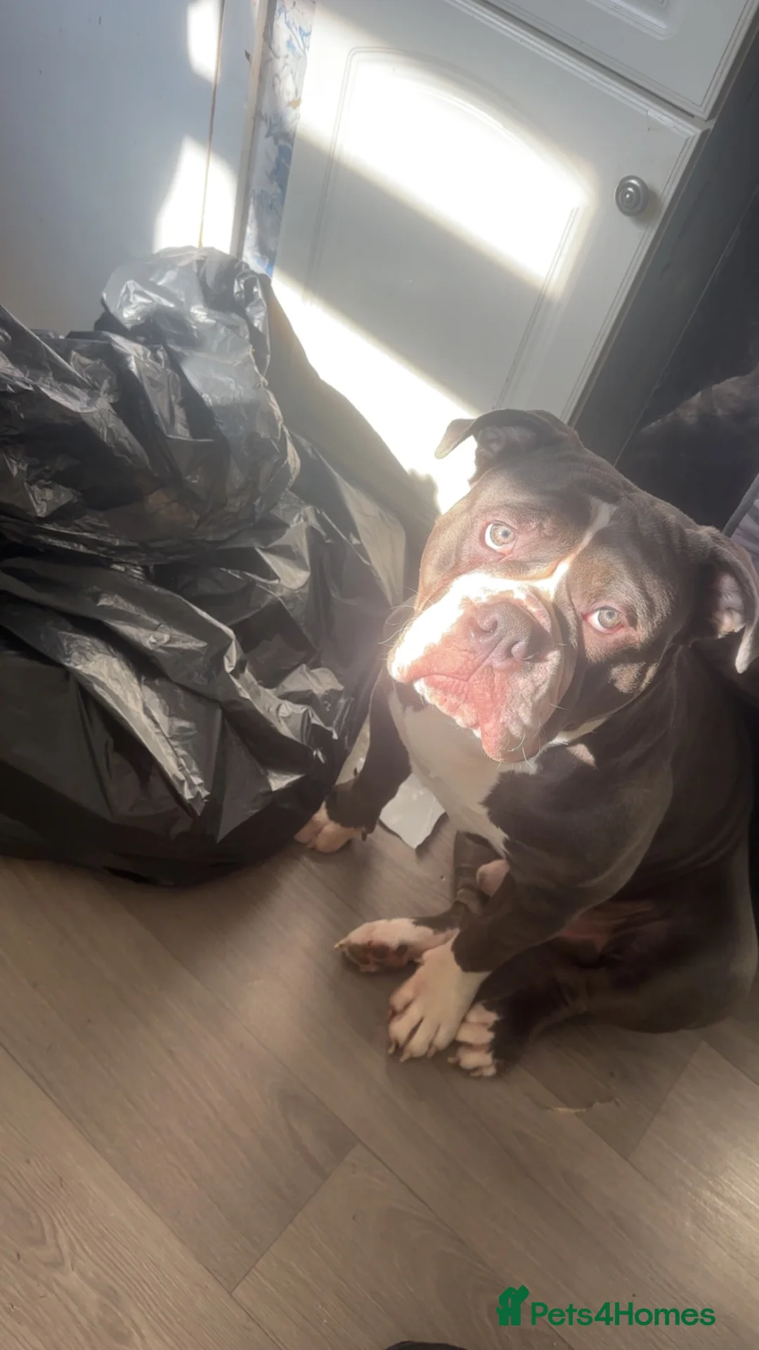 Olde English Bulldogge dogs for sale: Male OEB looking for his forever home in Derby - Advert 2