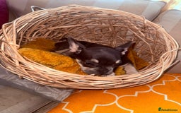 French Bulldog dogs for sale: Beautiful litter of French bulldog puppies  - Image 8